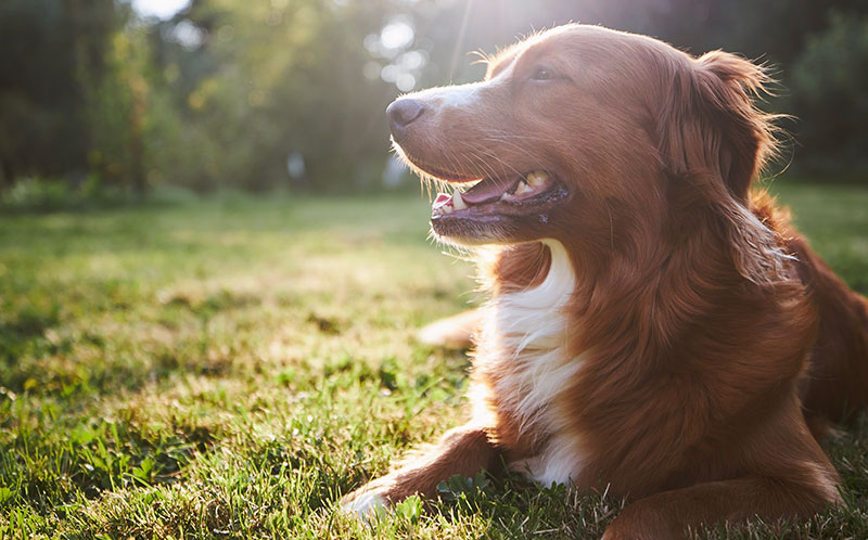 blog lara vital consejos perros