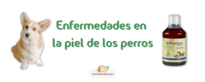 Enfermedades en la piel de los perros